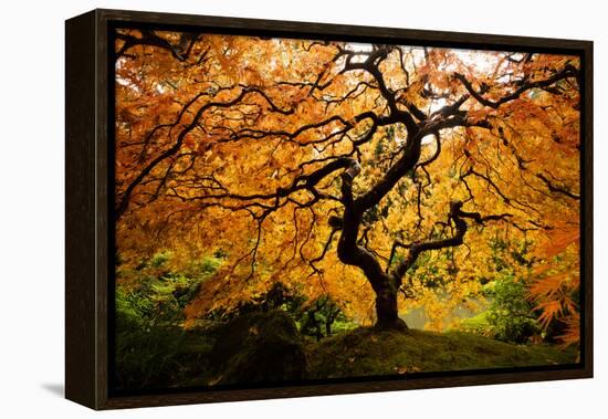 Japanese maple tree in autumn, Japanese Garden, Portland, Oregon, USA-Panoramic Images-Framed Premier Image Canvas