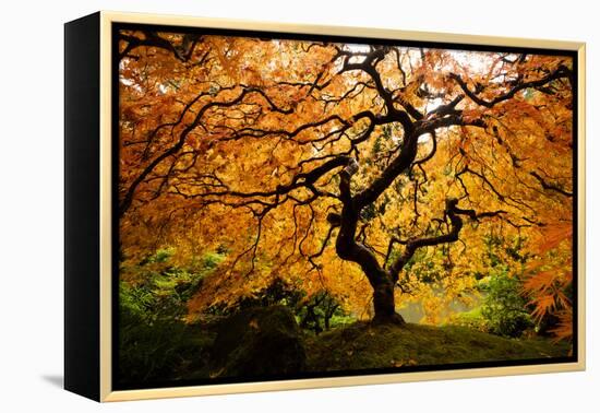 Japanese maple tree in autumn, Japanese Garden, Portland, Oregon, USA-Panoramic Images-Framed Premier Image Canvas