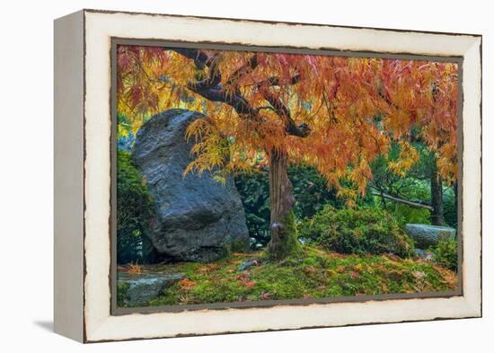 Japanese Maple Tree in Autumn, Japanese Gardens, Portland, Oregon-Chuck Haney-Framed Premier Image Canvas