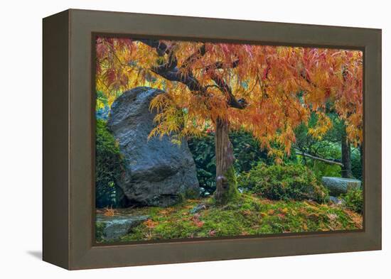 Japanese Maple Tree in Autumn, Japanese Gardens, Portland, Oregon-Chuck Haney-Framed Premier Image Canvas