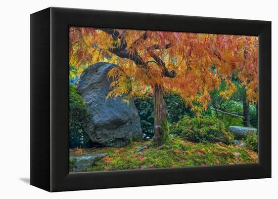 Japanese Maple Tree in Autumn, Japanese Gardens, Portland, Oregon-Chuck Haney-Framed Premier Image Canvas