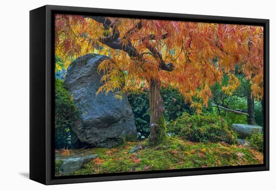 Japanese Maple Tree in Autumn, Japanese Gardens, Portland, Oregon-Chuck Haney-Framed Premier Image Canvas