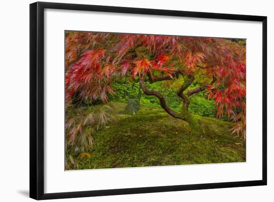 Japanese Maple Tree in Autumn, Japanese Gardens, Portland, Oregon-Chuck Haney-Framed Photographic Print