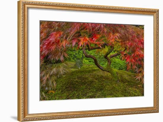 Japanese Maple Tree in Autumn, Japanese Gardens, Portland, Oregon-Chuck Haney-Framed Photographic Print