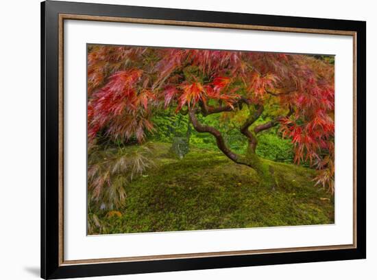 Japanese Maple Tree in Autumn, Japanese Gardens, Portland, Oregon-Chuck Haney-Framed Photographic Print