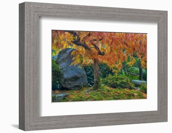 Japanese Maple Tree in Autumn, Japanese Gardens, Portland, Oregon-Chuck Haney-Framed Photographic Print