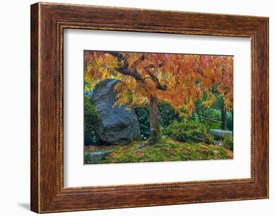 Japanese Maple Tree in Autumn, Japanese Gardens, Portland, Oregon-Chuck Haney-Framed Photographic Print