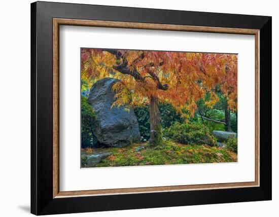 Japanese Maple Tree in Autumn, Japanese Gardens, Portland, Oregon-Chuck Haney-Framed Photographic Print