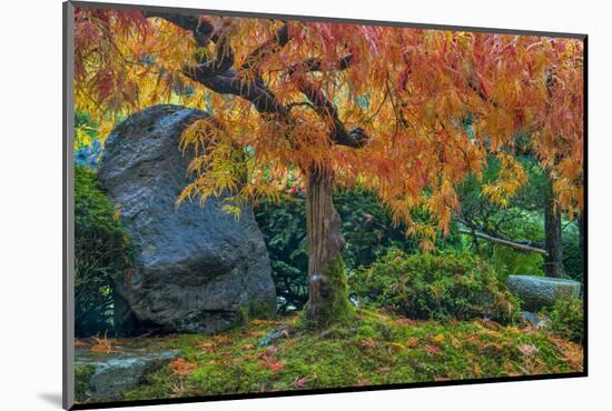 Japanese Maple Tree in Autumn, Japanese Gardens, Portland, Oregon-Chuck Haney-Mounted Photographic Print