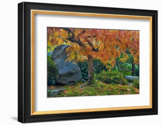 Japanese Maple Tree in Autumn, Japanese Gardens, Portland, Oregon-Chuck Haney-Framed Photographic Print