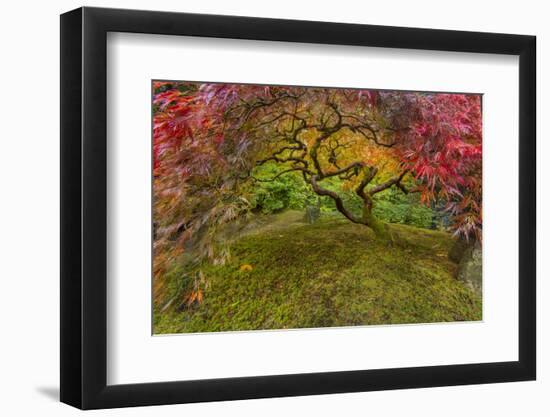 Japanese Maple Tree in Autumn, Japanese Gardens, Portland, Oregon-Chuck Haney-Framed Photographic Print