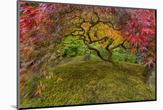 Japanese Maple Tree in Autumn, Japanese Gardens, Portland, Oregon-Chuck Haney-Mounted Photographic Print