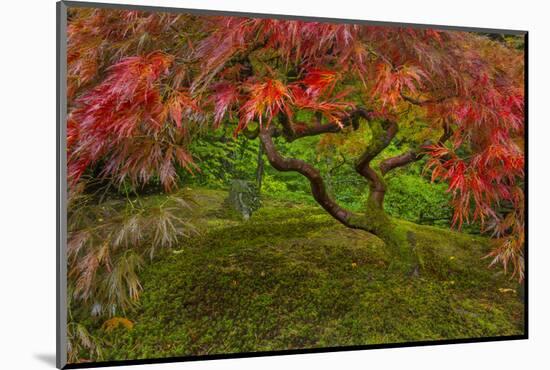 Japanese Maple Tree in Autumn, Japanese Gardens, Portland, Oregon-Chuck Haney-Mounted Photographic Print
