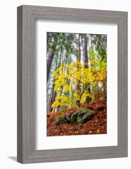 Japanese maple tree in autumn, New England-Lisa Engelbrecht-Framed Photographic Print