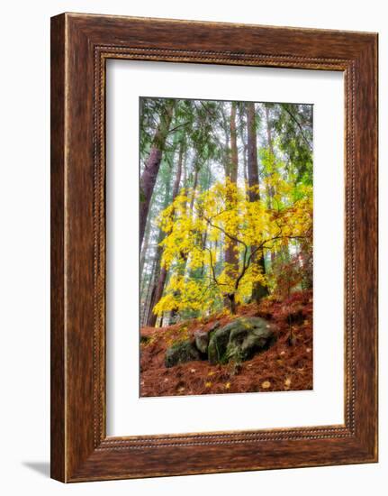 Japanese maple tree in autumn, New England-Lisa Engelbrecht-Framed Photographic Print