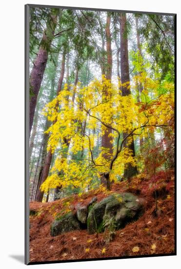 Japanese maple tree in autumn, New England-Lisa Engelbrecht-Mounted Photographic Print