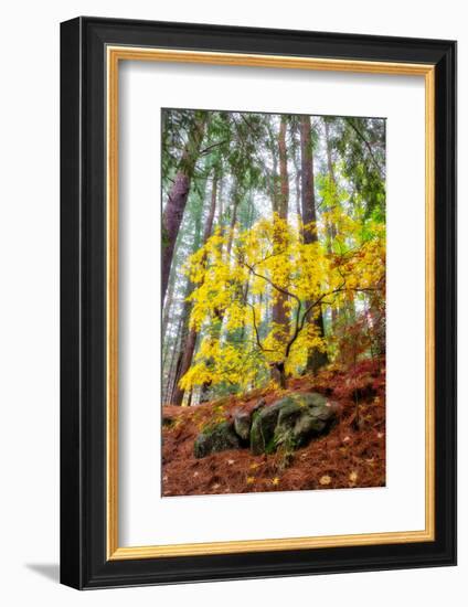 Japanese maple tree in autumn, New England-Lisa Engelbrecht-Framed Photographic Print