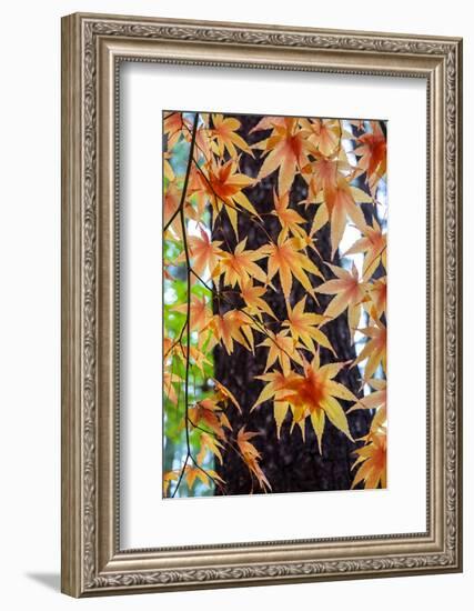 Japanese maple tree in autumn, New England-Lisa Engelbrecht-Framed Photographic Print