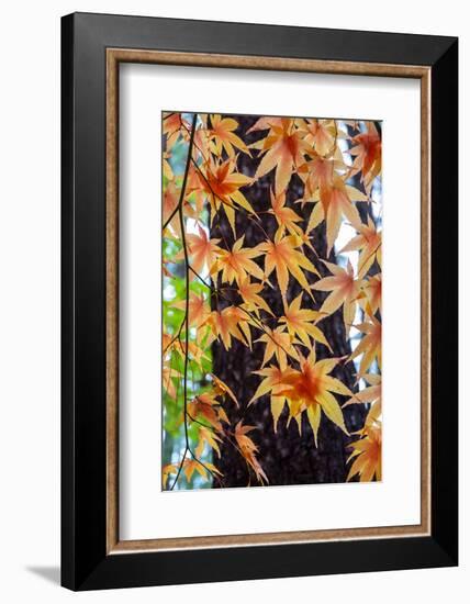 Japanese maple tree in autumn, New England-Lisa Engelbrecht-Framed Photographic Print