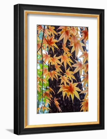 Japanese maple tree in autumn, New England-Lisa Engelbrecht-Framed Photographic Print