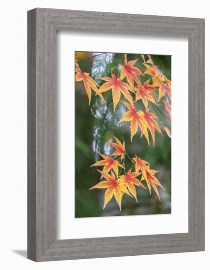 Japanese maple tree in autumn, New England-Lisa Engelbrecht-Framed Photographic Print