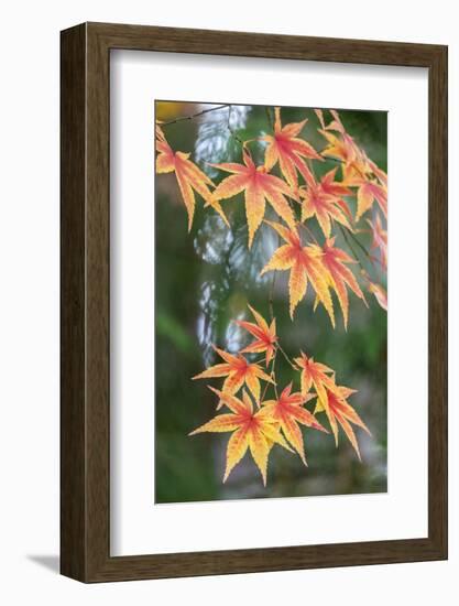 Japanese maple tree in autumn, New England-Lisa Engelbrecht-Framed Photographic Print