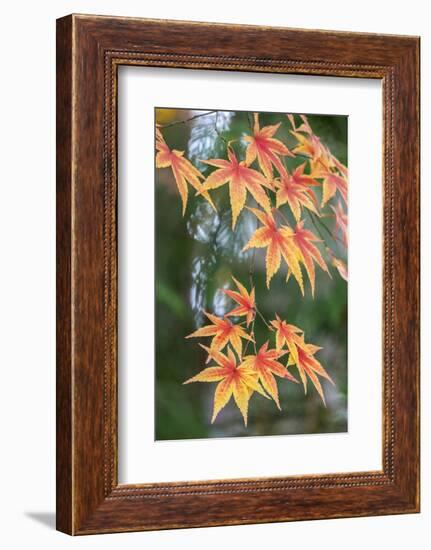 Japanese maple tree in autumn, New England-Lisa Engelbrecht-Framed Photographic Print