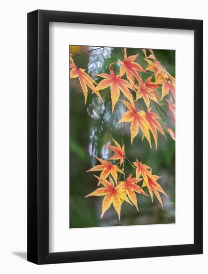 Japanese maple tree in autumn, New England-Lisa Engelbrecht-Framed Photographic Print