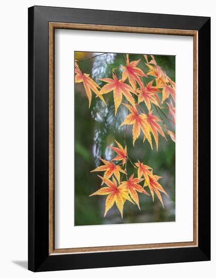 Japanese maple tree in autumn, New England-Lisa Engelbrecht-Framed Photographic Print