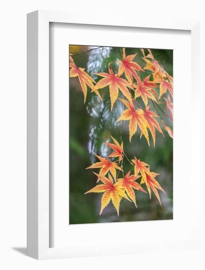 Japanese maple tree in autumn, New England-Lisa Engelbrecht-Framed Photographic Print