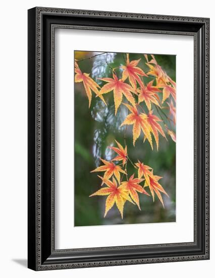 Japanese maple tree in autumn, New England-Lisa Engelbrecht-Framed Photographic Print