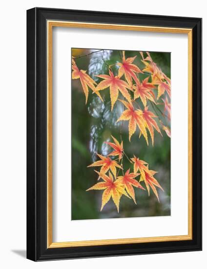 Japanese maple tree in autumn, New England-Lisa Engelbrecht-Framed Photographic Print