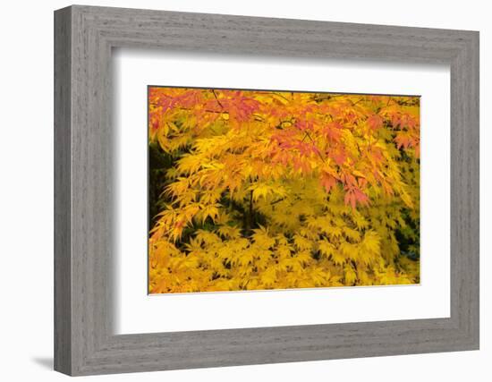 Japanese maple tree in autumn, New England-Lisa Engelbrecht-Framed Photographic Print