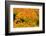 Japanese maple tree in autumn, New England-Lisa Engelbrecht-Framed Photographic Print