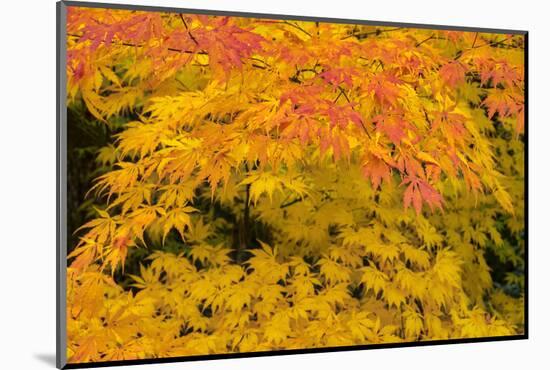 Japanese maple tree in autumn, New England-Lisa Engelbrecht-Mounted Photographic Print