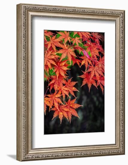 Japanese maple tree in autumn, New England-Lisa Engelbrecht-Framed Photographic Print