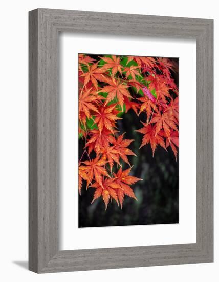 Japanese maple tree in autumn, New England-Lisa Engelbrecht-Framed Photographic Print