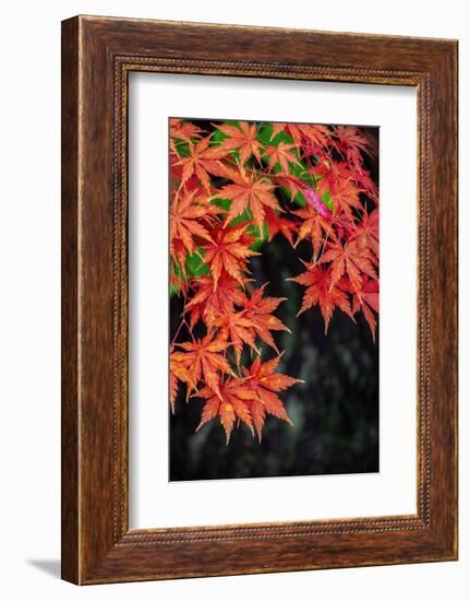 Japanese maple tree in autumn, New England-Lisa Engelbrecht-Framed Photographic Print