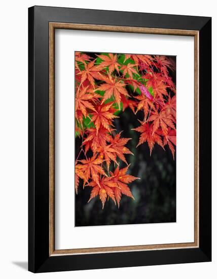 Japanese maple tree in autumn, New England-Lisa Engelbrecht-Framed Photographic Print