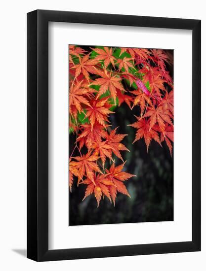 Japanese maple tree in autumn, New England-Lisa Engelbrecht-Framed Photographic Print