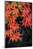 Japanese maple tree in autumn, New England-Lisa Engelbrecht-Mounted Photographic Print