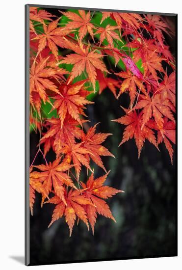 Japanese maple tree in autumn, New England-Lisa Engelbrecht-Mounted Photographic Print