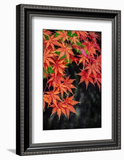 Japanese maple tree in autumn, New England-Lisa Engelbrecht-Framed Photographic Print