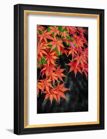 Japanese maple tree in autumn, New England-Lisa Engelbrecht-Framed Photographic Print