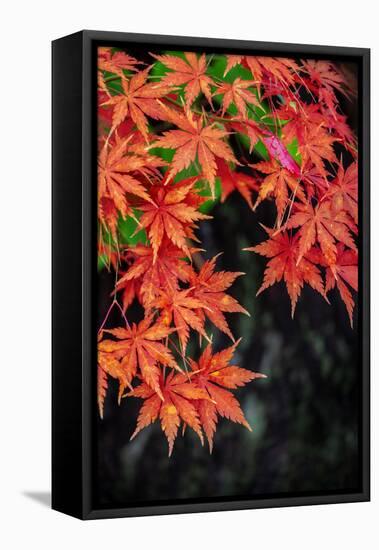 Japanese maple tree in autumn, New England-Lisa Engelbrecht-Framed Premier Image Canvas