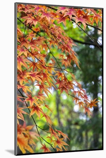 Japanese maple tree in autumn, New England-Lisa Engelbrecht-Mounted Photographic Print