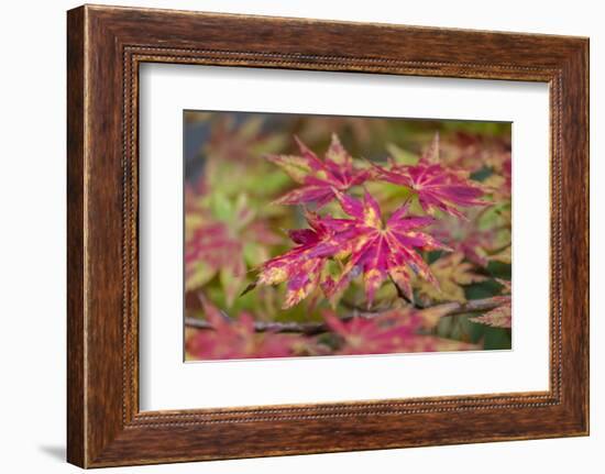 Japanese maple tree in autumn, New England-Lisa Engelbrecht-Framed Photographic Print