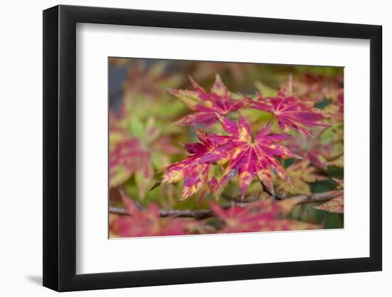 Japanese maple tree in autumn, New England-Lisa Engelbrecht-Framed Photographic Print