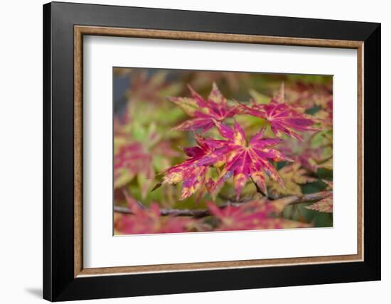 Japanese maple tree in autumn, New England-Lisa Engelbrecht-Framed Photographic Print