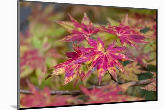 Japanese maple tree in autumn, New England-Lisa Engelbrecht-Mounted Photographic Print